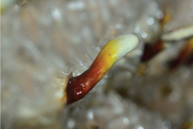 2. Crecimiento de Ganoderma en forma de cuerno de ciervo (1 Mes)